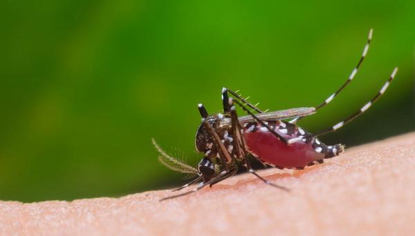 Notificaciones de casos sospechosos de dengue ascienden a más de 100 por semana – Prensa 5