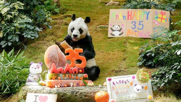 An An cumple 35 años y es el panda gigante más viejo del mundo