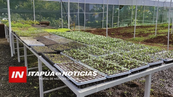 EN INVERNADERO PRODUCEN PLANTINES PARA HUERTAS, ASÍ COMO PLANTINES DE SANDIA HIBRIDA.