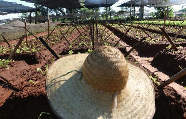 Heladas afectaron cultivos de la Región Oriental y pasturas del Bajo Chaco | OnLivePy
