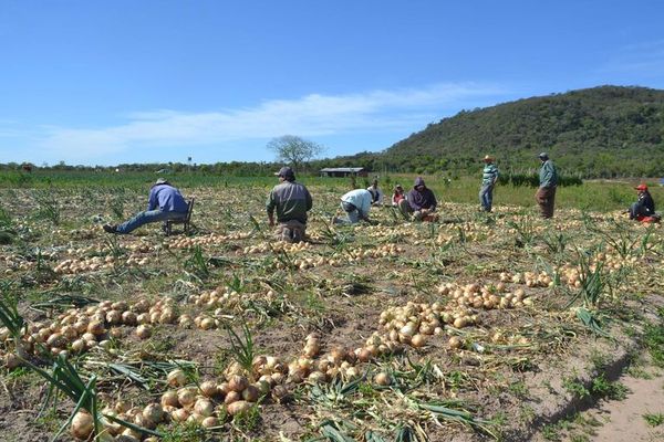 Productores piden suspender Afidi para garantizar mercado a cebolleros - Nacionales - ABC Color