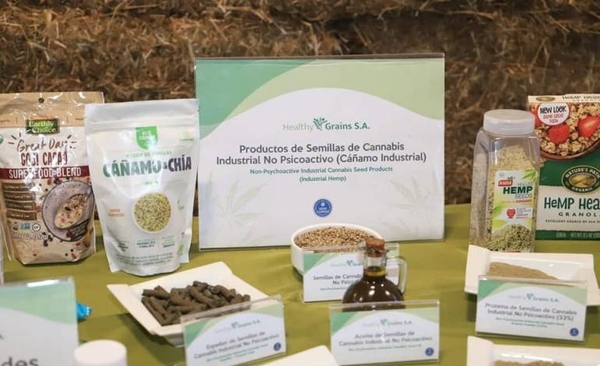 Diario HOY | Cáñamo, una fuente de ingresos para pequeños productores
