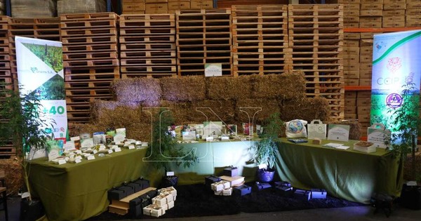 La Nación / Paraguay se convierte en líder mundial del cannabis industrial