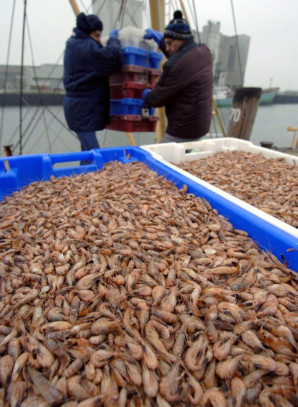México pide a Estados Unidos excluir del embargo a pesca ribereña de camarón - MarketData