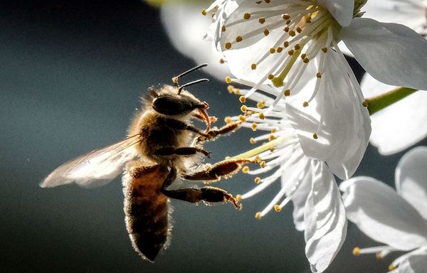 Colapso de abejas vulnerables a los pesticidas, amenaza la producción agrícola