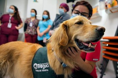 Terapia canina en hospital de Chile para niños y el personal de salud agotado por la pandemia - Mascotas - ABC Color