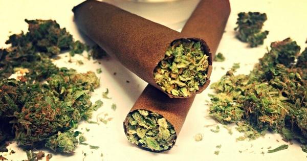 CUIDADO, LA MARIHUANA TIENE EFECTOS NOCIVOS A LARGO PLAZO SOBRE JÓVENES - La Voz del Norte