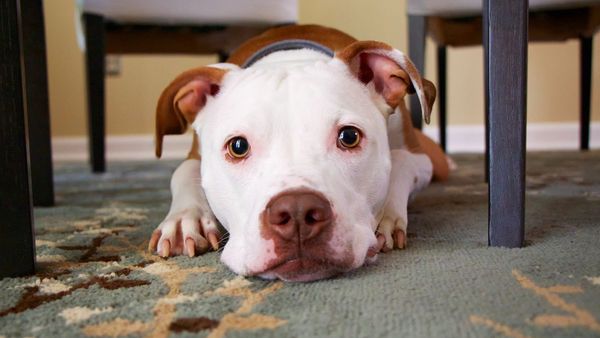 ¡Confirmado! Los perros pueden detectar las mentiras