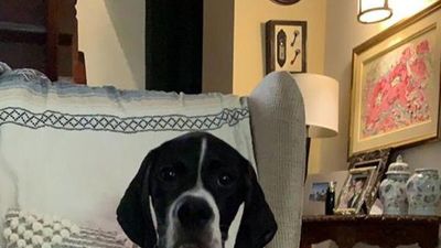 Apolo: la historia del perro que fue robado y teñido con tinte de pelo