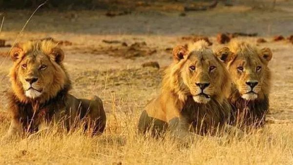 Leones matan a tres niños cerca de una reserva natural