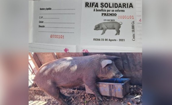 Deben juntar G. 30 millones para una cirugía y sortean lechón