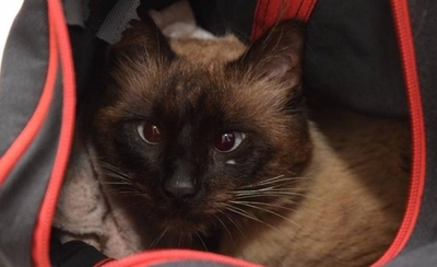 Diario HOY | Jornada de castración felina gratuita la próxima semana