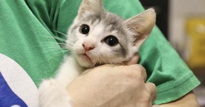 Realizarán castración felina gratuita la próxima semana