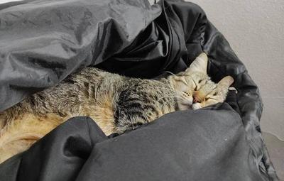 Preparan jornada de esterilización felina gratuita