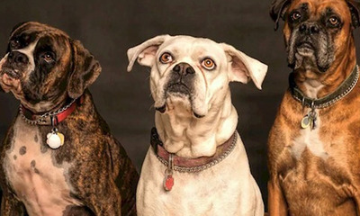 Estudio confirma que los perros pueden detectar las mentiras - OviedoPress