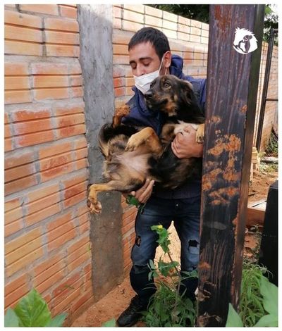 Defensa Animal rescató a cuatro perros que quedaron “huérfanos” a causa del covid - Nacionales - ABC Color