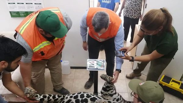 Mataron a tiros a yaguareté en el Chaco