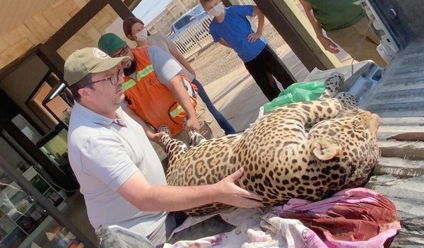 Crónica / Encontraron un jaguarete con balazos en el cuerpo