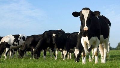 Aprole prepara Remate de Holando Paraguayo con ejemplares de alto valor genético