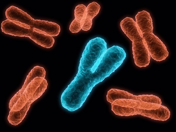 EL CROMOSOMA Y ESTÁ POR DESAPARECER Y PONE EN JAQUE A LA HUMANIDAD - La Voz del Norte