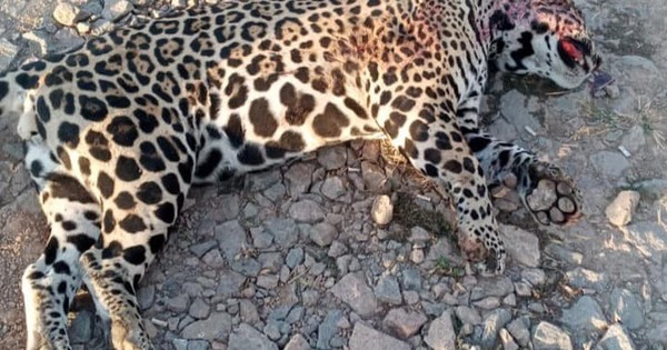 La Nación / Mades investiga muerte de Yaguareté hallado con heridas de bala y signos de arrollamiento