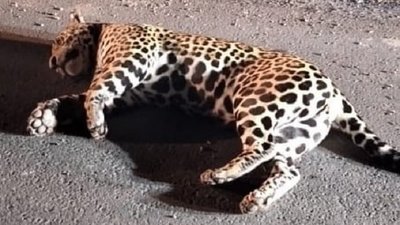 Hallan muerto a jaguareté sobre ruta Bioceánica | Noticias Paraguay