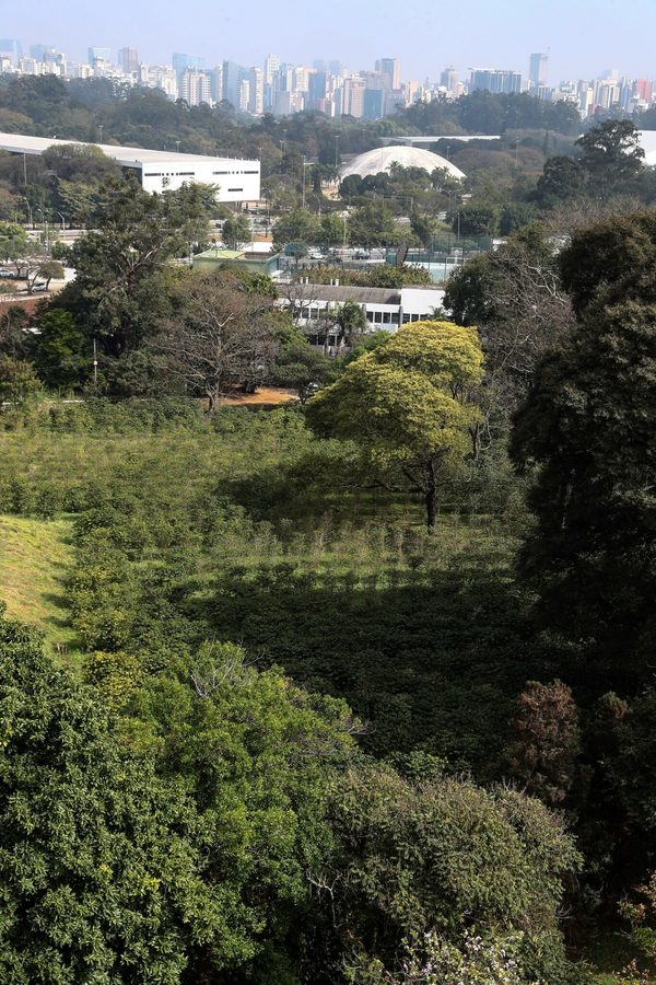 Sao Paulo esconde ente rascacielos el mayor cafetal urbano del mundo - MarketData