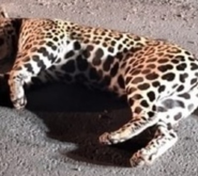 Matan a balazos a jaguareté en Chaco - Paraguay.com