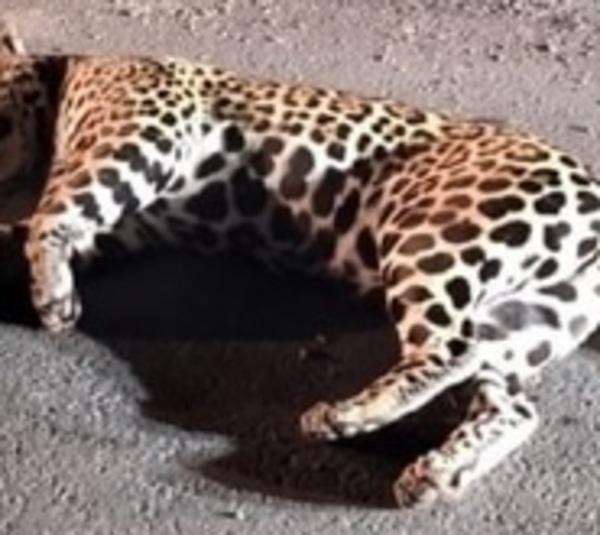 Matan a balazos a jaguareté en Chaco - Paraguay.com