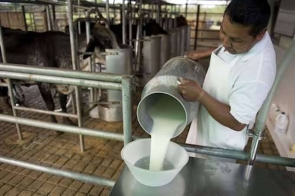 Diario HOY | Paro de camioneros: productores tuvieron que derramar su leche y hubo quiebre de stock