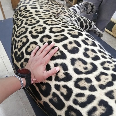 Dolor e impotencia ante hallazgo sin vida de un jaguareté - Megacadena — Últimas Noticias de Paraguay
