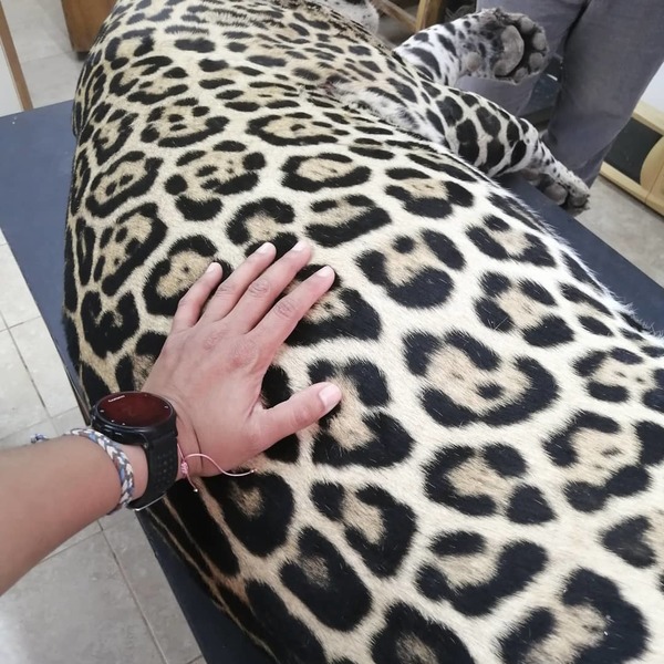 Dolor e impotencia ante hallazgo sin vida de un jaguareté - Megacadena — Últimas Noticias de Paraguay