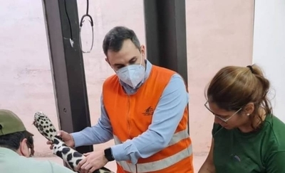 Diario HOY | Investigan muerte de yaguareté hallado con heridas de bala y signos de arrollamiento