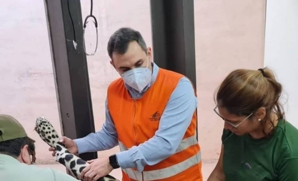 Diario HOY | Investigan muerte de yaguareté hallado con heridas de bala y signos de arrollamiento