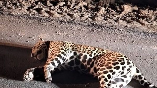 Hallan muerto a un yaguareté en el Chaco