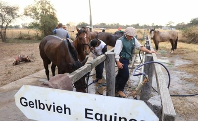 Diario HOY | Fernando Larré, veterinario de la Ganadera Sofía, sobre el día a día con los caballos criolla