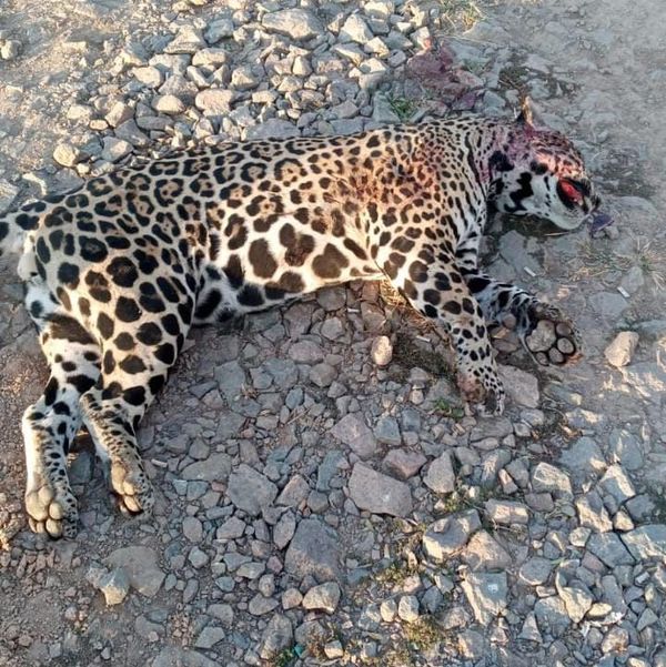 Tras agonía, muere un yaguareté atropellado y baleado - Nacionales - ABC Color