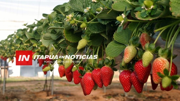 APOYAN LA PRODUCCIÓN DE FRUTILLA EN TODO ITAPÚA.