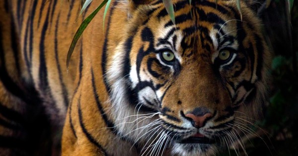 Cuidadora muere tras ser atacada por tigre en jaula de un Parque Safari - SNT
