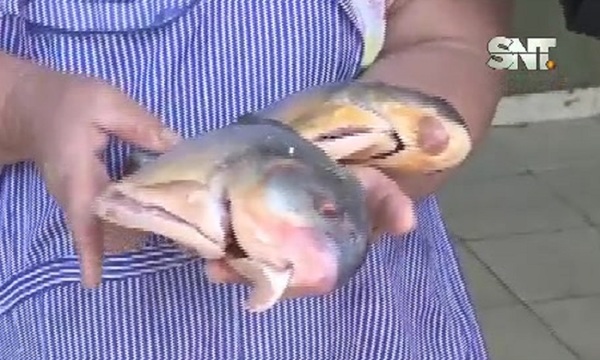 Pescaderías registran menos ventas por bajante del río - SNT
