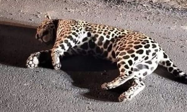 Investigan muerte de yaguareté encontrado en el Chaco