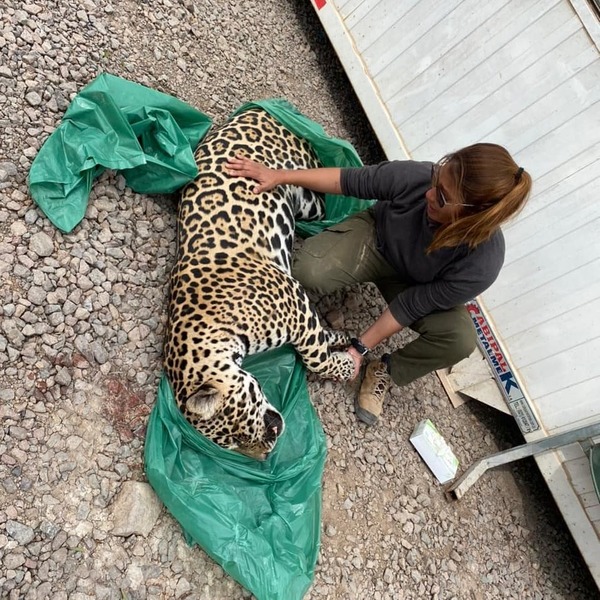 Presentan denuncia por la muerte de un jaguareté, hallado con heridas de bala - Megacadena — Últimas Noticias de Paraguay