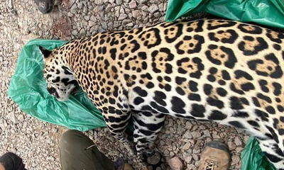 Matan a un yaguareté en el Chaco - OviedoPress