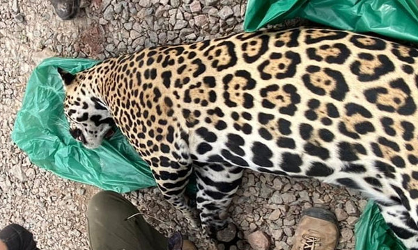 Matan a un yaguareté en el Chaco - OviedoPress