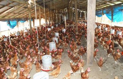 Podrían morir 15 millones de aves por la falta de abastecimiento de maíz | Ñanduti