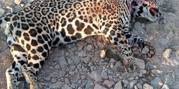 MADES investiga la muerte de yaguareté hallado con heridas de bala en Chaco