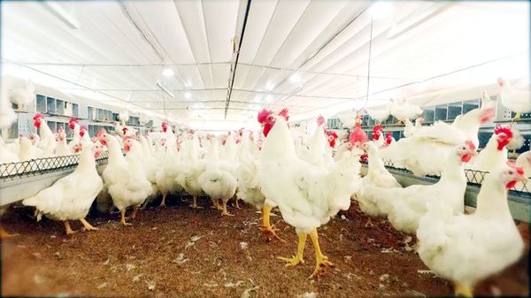 Unas 15 millones de aves podrían morir por falta de maíz debido al paro camionero - Nacionales - ABC Color