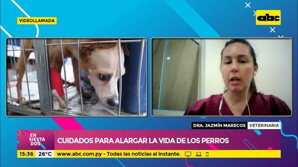 Cuidados para alargar la vida de los perros - Ensiestados - ABC Color
