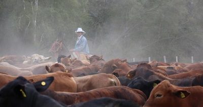 Sigue en alza el precio del gordo, pero el mercado de la carne “preocupa” a la industria