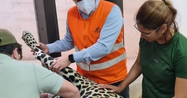 La Nación / Investigan la muerte del yaguareté baleado